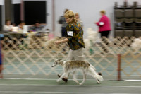 Silken Windhound Sat Ring