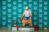 Basset Fauve De Bretagne Thurs
