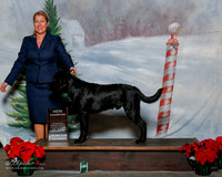 Labrador Retriever #123 Sat S2 Brinda Shukla