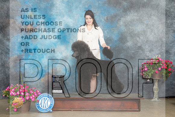 Poodle Std #5 Sun BOWM Judge Jacqueline L Stacy_MJ_7203_ARK2023_HR3