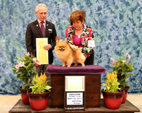 Pomeranian #5 Sun G3 Caryl Schrimpsher Judge Fred Bassett HR ABilene May 2013