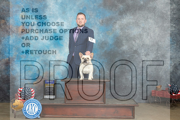 French Bulldog #31 Fri BOB Judge Jacqueline L Stacy r_MJ_6255_ARK2023_HR3