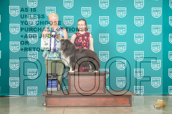 Shetland Sheepdog #16 Wed COC Judge Karen CattinMJP_3583_Premier2023_HR3
