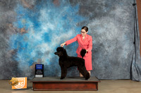 Poodle Std #108 Sat G2 Ronny Junkins