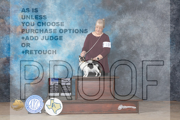 Chihuahua Long Coat #10 Sun BOSMCH Judge Ronald HornMJP_1368_Abilene_2023_HR3