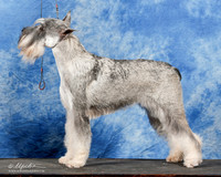 Standard Schnauzer #22 SAT York Ward Kaki & Chris Ward & Cheryl Crompton