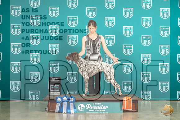 German Shorthaired Pointer #101 Sun CH Judge Felicity TrammellMJP_6085_Premier2023_HR3