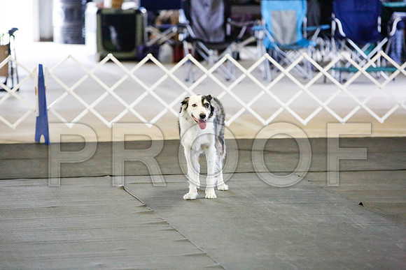 _CA_0490-DFWLabNov2015-©JulienLambertphoto.com-HR3