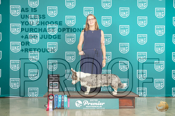 Cardigan Welsh Corgi #575 Sun RBOBMJP_5776_Premier2023_HR3