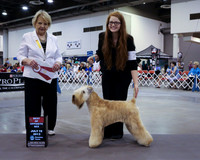 Soft Coated Wheaten Terrier #7 Fri BOS Arthur Fay M Lewis Gwen B Judge R Smith HR Houston Jul 2013