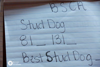 BSCA Stud Dog Sat Ring