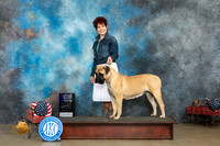 Bullmastiff #14 Fri WB Judge Terry Stacy