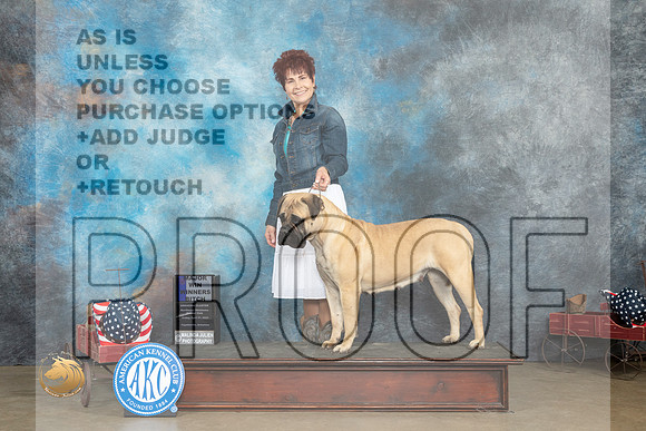Bullmastiff #14 Fri WB Judge Terry Stacy_MJ_5870_ARK2023_HR3