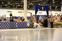 Best In Show Sun Ring HR Houston July 2013