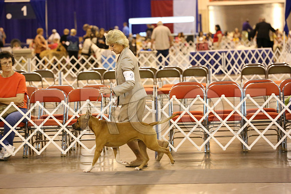 AmStaff-3835-HR300