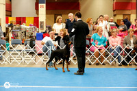 Doberman Pinscher Andrew Mansfield Sat Ring