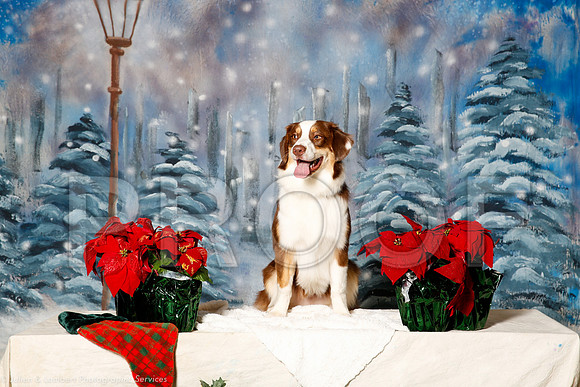 _ST_1371-PetsWestDec2015-HR3