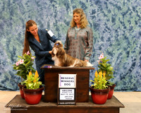 Shih Tzu #5 Sun RWD Kandice & Nancy McCullough Judy Webb HR ABilene May 2013