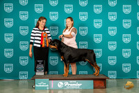 Rottweiler #167 Thur BOB Judge Tricia Till