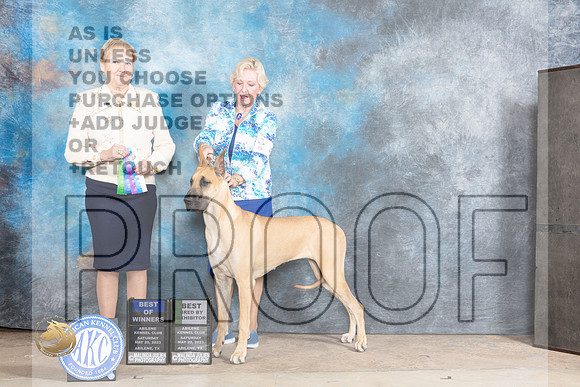 Great Dane #6 Sat WBBOWBBE Judge Terry BerriosMJP_0772_Abilene_2023_HR3