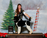 Poodle Multi Color #123 Sun S1 Best Female Christie Martia