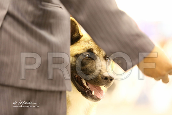 akita-9446-HR