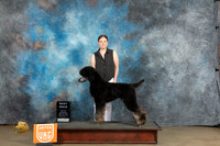 Poodle Std MC #205 Sat Judge Ronny Junkins