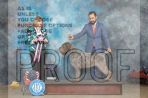 Wirehaired Pointing Griffon #7 Fri RBIS Judge Linn Klingel Brown_MJ_6326_ARK2023_HR3