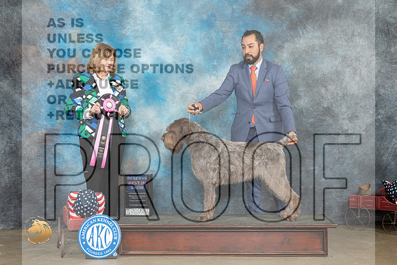 Wirehaired Pointing Griffon #7 Fri RBIS Judge Linn Klingel Brown_MJ_6322_ARK2023_HR3
