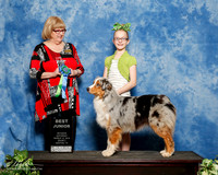 Australian Shepherd #? sun Best Jr Judge Linda Hughes