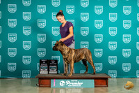 Presa Canario Fri BOB Judge Donna Beadle