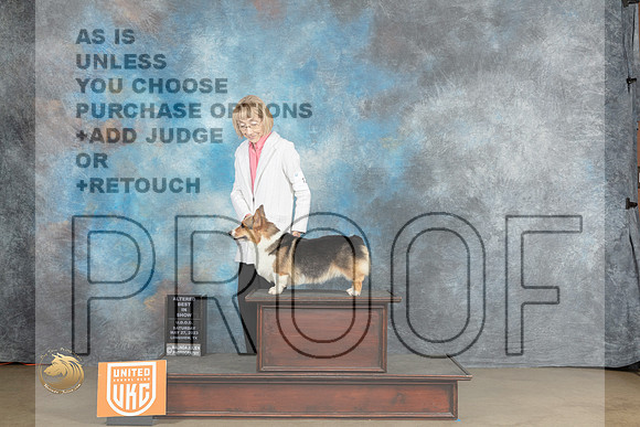 Pembroke Welsh Corgi #12 Sat Amy TurnerMJP_2299_UKCLNVWMAY2023_HR3