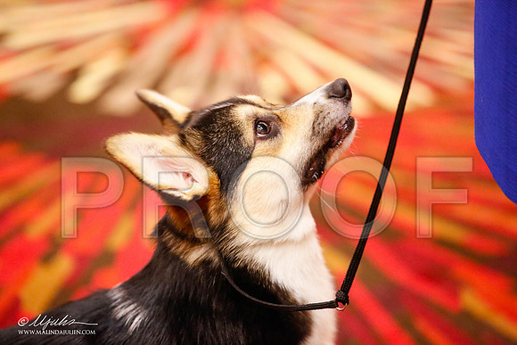 _JJ_0110-HstnCorgiFeb2015-HR3