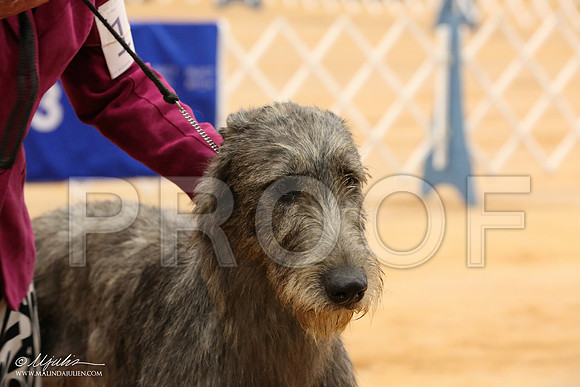 Irish-1328-Tex2013 HR3