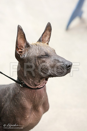 Xolo-5441-AbiMay13HR