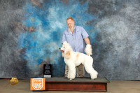 Poodle Std MC #239 Sat BOW Judge Malinda Julien