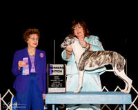 Italian Greyhound #? Sun WB Judge Patricia Trotter