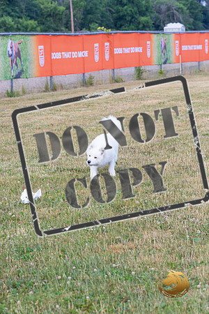 Lure Coursing Fri_JJL_0739-Premier2023