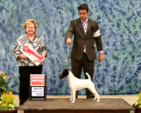 Fox Terrier Smooth #6 Sun G2 Maria Briceno & Juan Possenti Agent Matias mato Judge Judy Webb HR ABilene May 2013