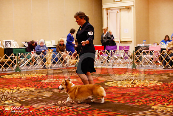 _JJ_8536-HstnCorgiFeb2015-HR3