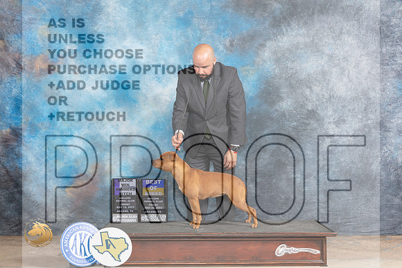 Staffordshire Bull Terrier #6 Fri BOBWB Judge Joe WaltonMJP_0363_Abilene_2023_HR3