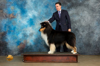 Collie Rough #19