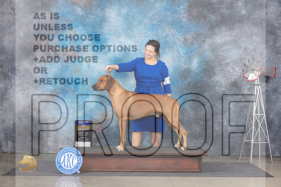 Rhodesian Ridgeback #17 Fri BOB Judge Pat Trotter__JP_6201_Amarillo_2024_HR3
