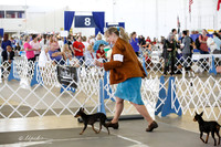 Manchester Terrier Toy Fri Ring