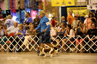 Chinese Shar-Pei Fri Ring HR Houston July 2013