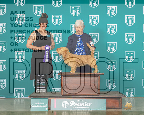 Basset Fauve De Bretagne #537 Thur BOB Judge Donna Beadle-MJP_3827ee-Premier2023-HR3