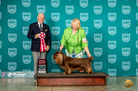 Sussex Spaniel #216 Fri G2  Judge David Kittredge