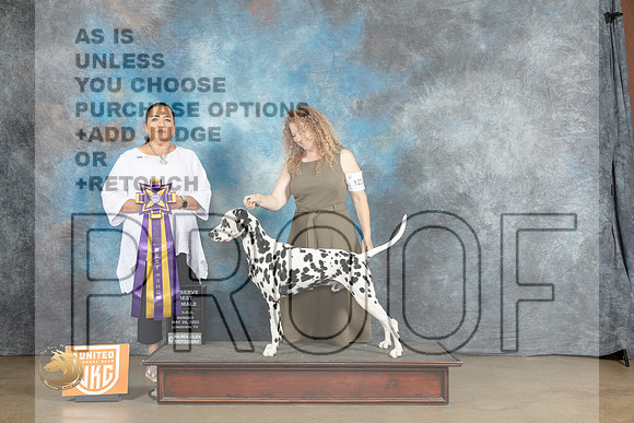 Dalmatian #123 Sun RBIS Judge Michelle Blackowl ChavezMJP_2952_UKCLNVWMAY2023_HR3