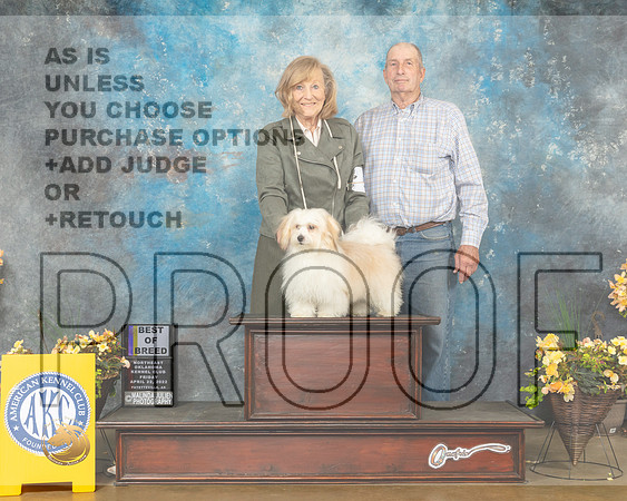 Havanese #5 Fri BOBWD Judge Eugene Blake-MMJ_9370-NWARK2022-HR3