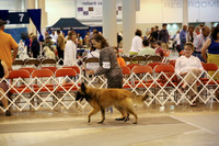 Belgian Trervuren #10 Sat. Ring Trish Borgo Andrea Debbins Dr. Linda Fung Judge Houston ClarkHR Houston July 2013
